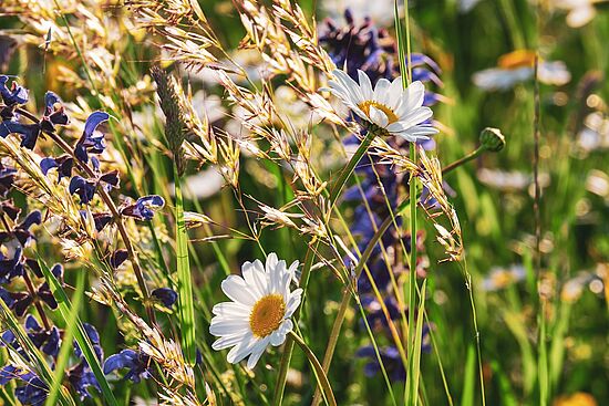 Anleitung zum Kräuterbüschl binden - Natur, Glaube und Brauchtum erleben“