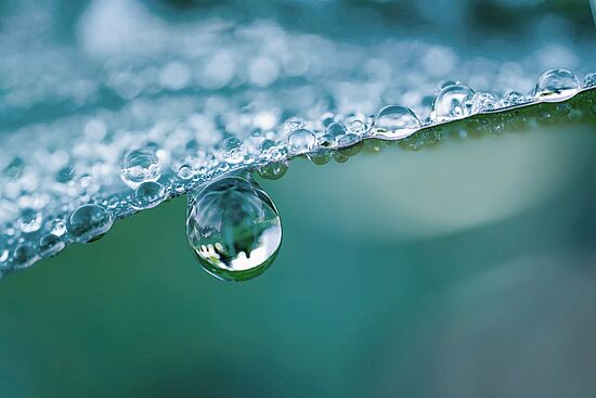 Entwicklung der Nutztiere in unserer KulturWasser pflanzen: Die Bedeutung von Vegetation und fruchtbarem Boden für den Wasserkreislauf und das Klima
