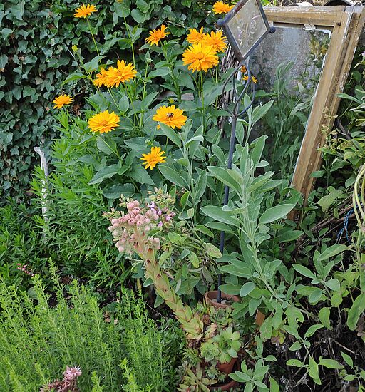 Geführte Kräuterwanderung