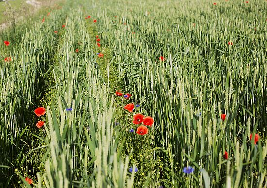 Entwicklung des Ökolandbaus in unserer Region