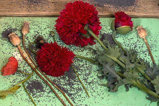 Feine Speiseöle aus Mohn und Hanf
