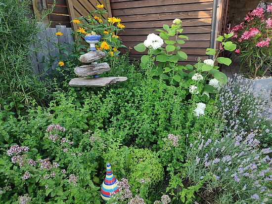 Kräuter im Blütenrausch