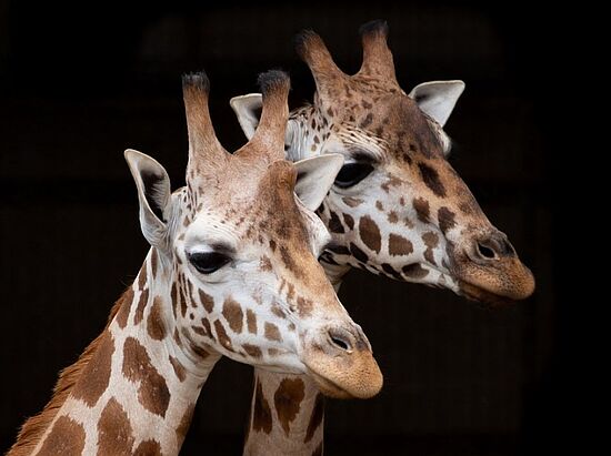 Grundausbildung Gewaltfreie Kommunikation 2026