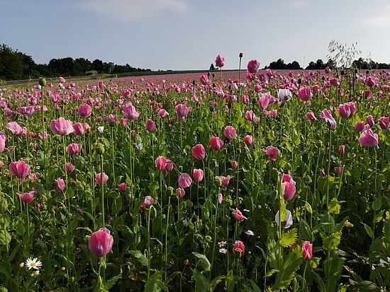 Neu Entdecken, Ankommen und Aufblühen ab 50 +