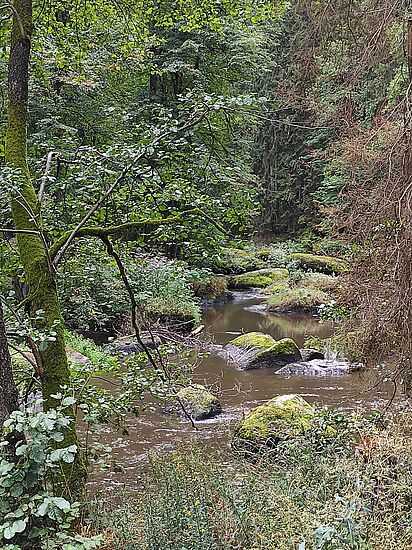 Der Wald im Wandel