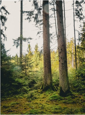 Des Waldes Stille als Impuls für Entschleunigung und Achtsamkeit